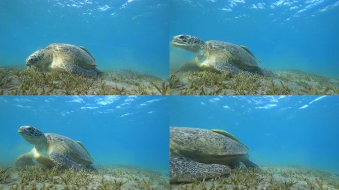 绿海龟或 (Chelonia mydas) 在海底吃草。