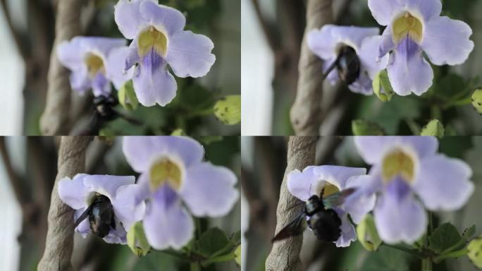 关闭木匠蜜蜂或黑蜜蜂飞向白色孟加拉钟形花，收集花蜜吮吸蜂蜜或花精华