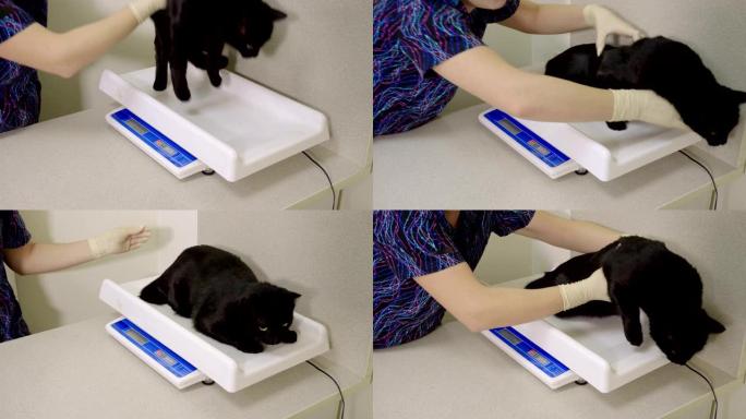 兽医在兽医诊所检查时称黑猫。4K