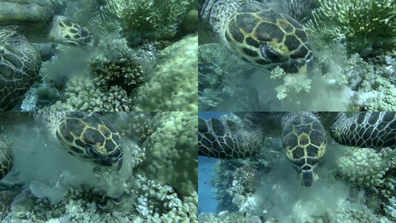 玳瑁咬掉软珊瑚并吃掉它们。特写，4K/50fps