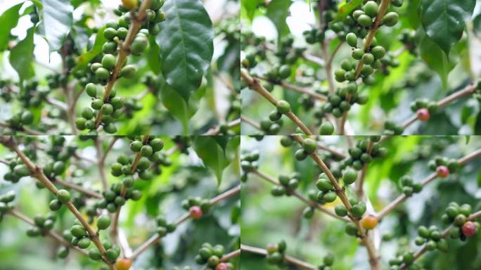 咖啡种植园的罗布斯塔咖啡豆