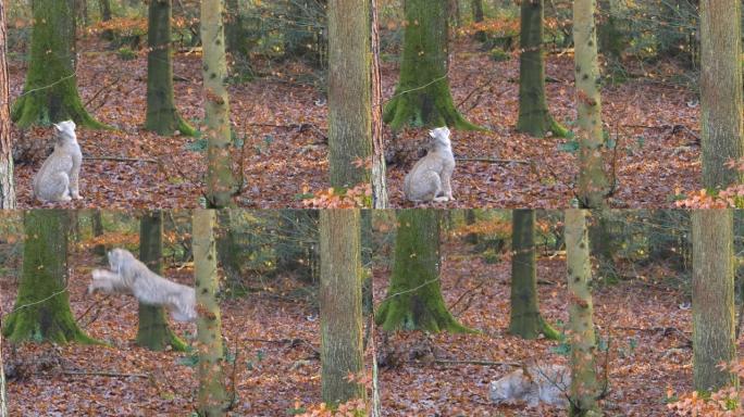秋天晴天在树林里的山猫。