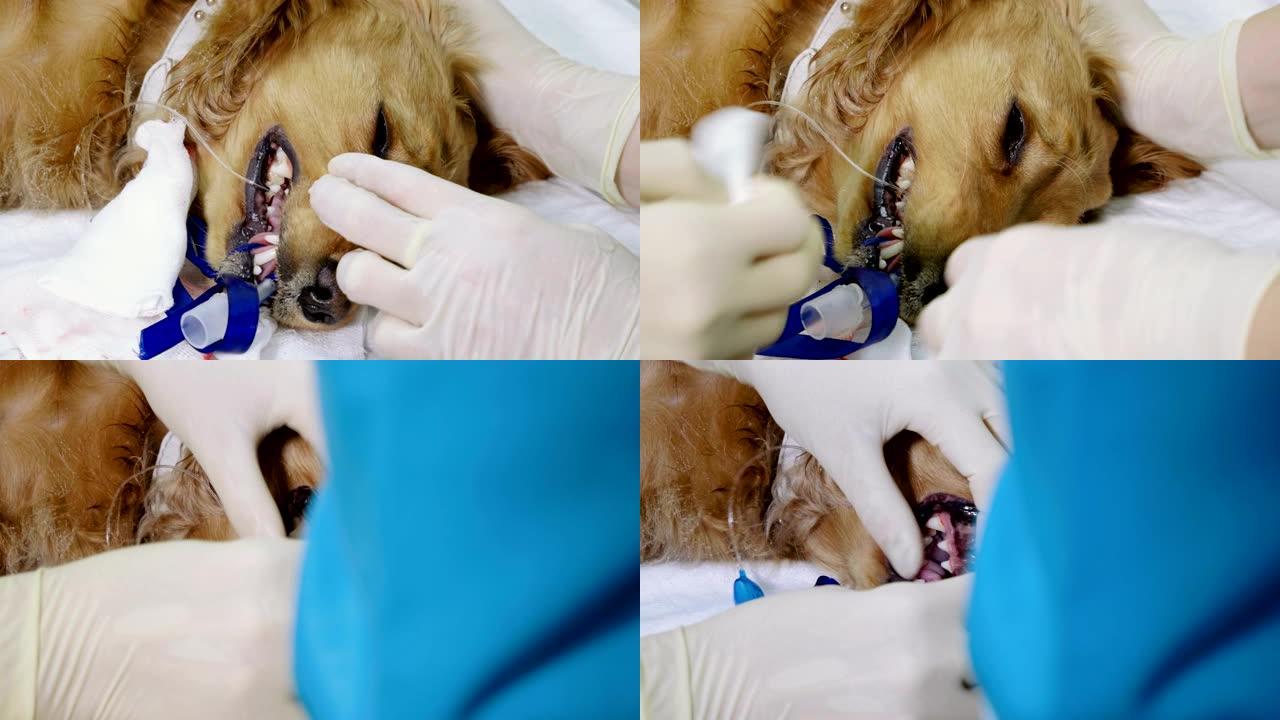 兽医在兽医诊所麻醉下从牙垢中清洁狗的牙齿。4K