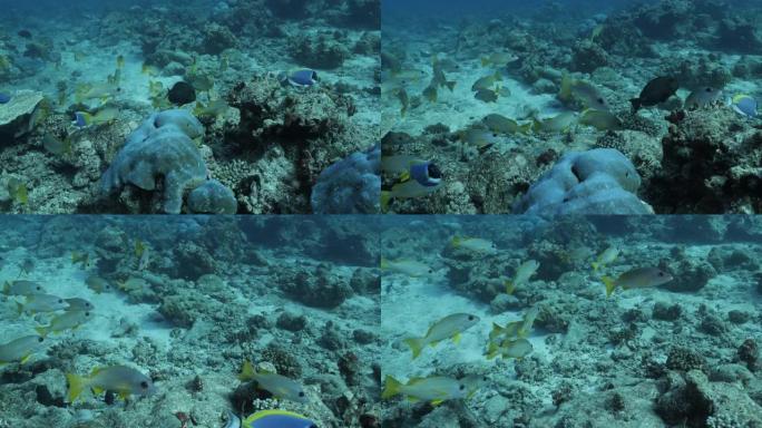 马尔代夫珊瑚礁的鲷鱼上学