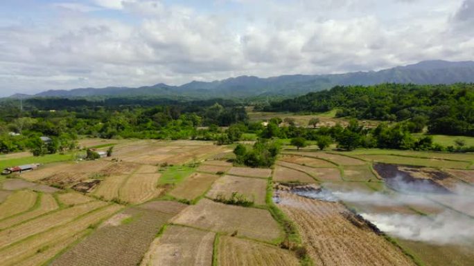 农民焚烧秸秆犁稻田。农田景观，俯视图。菲律宾吕宋岛