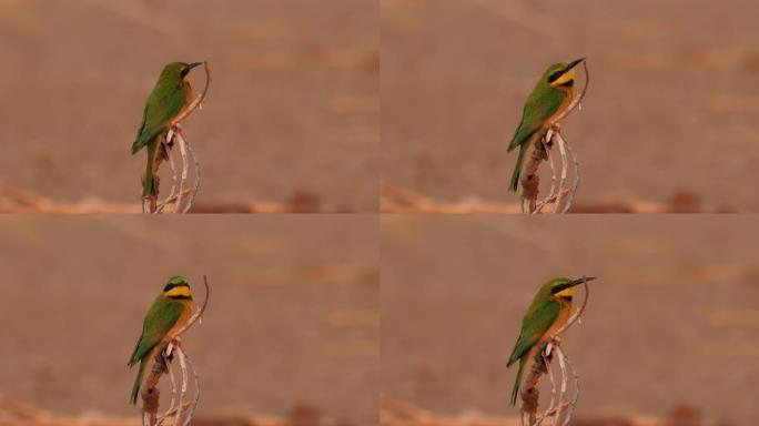 食蜂鸟科 (Meropidae) 中的一种近雀形目的绿色和黄色鸟类。他们是撒哈拉以南非洲大部分地区的