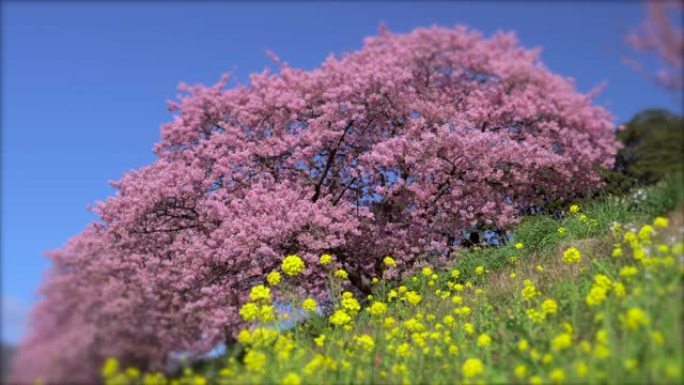 下加莫河岸上有卡诺拉花的河津樱花树