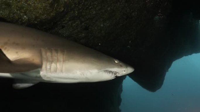 巨型沙虎鲨在日本海底附近游泳