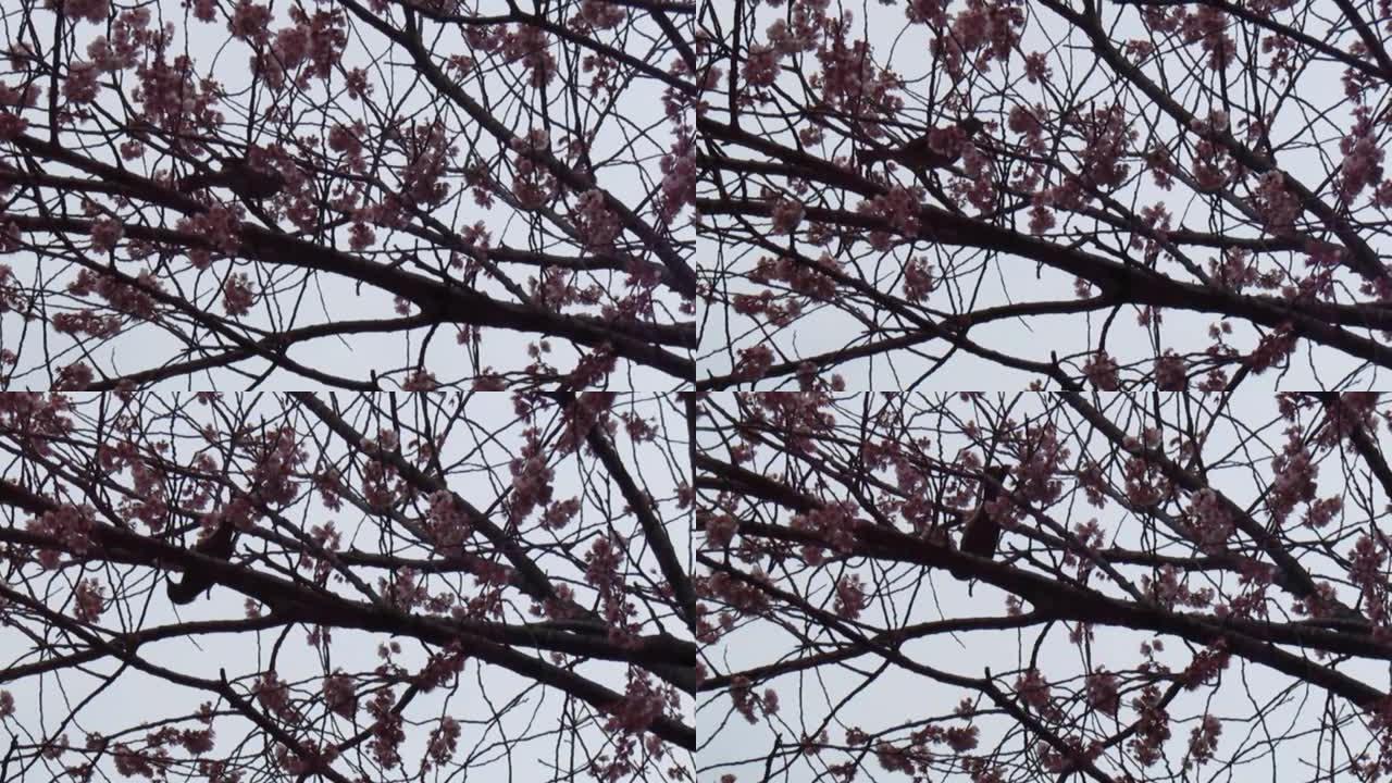 日本。三月。立春。开花树上的鸟杂技演员。