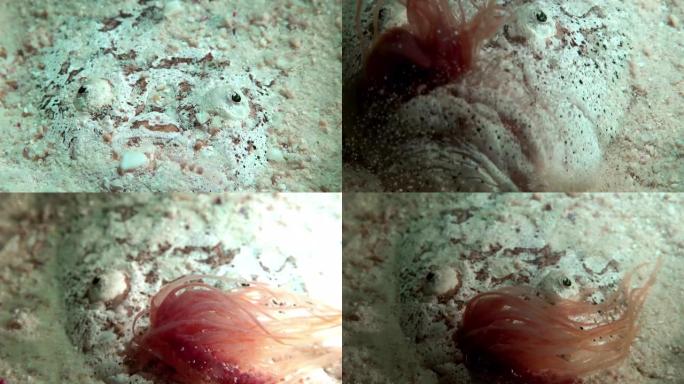 观星鱼藏在沙底海洋生物