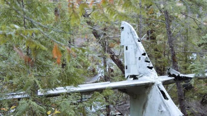 森林中坠毁飞机的尾翼