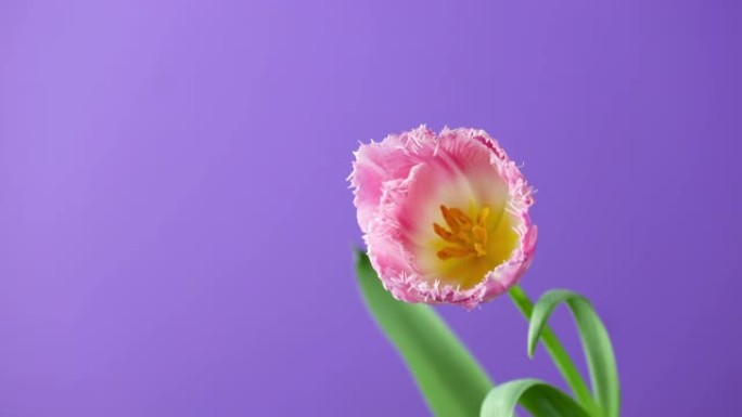 郁金香。明亮的粉红色白色彩色郁金香花在紫色或紫色背景上的延时。延时郁金香束春花开放，特写。假日花束。