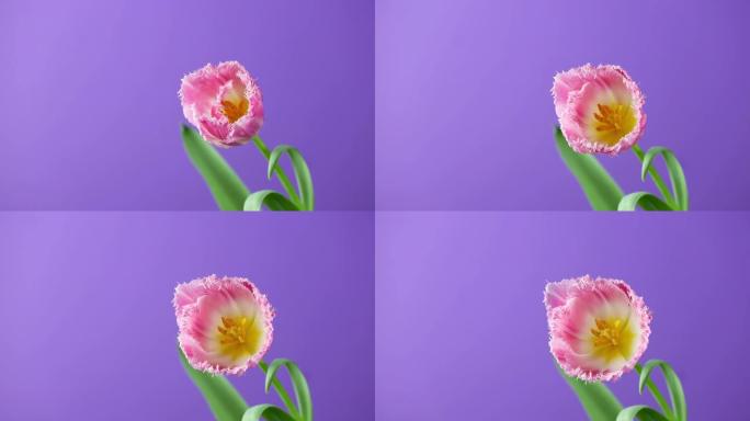 郁金香。明亮的粉红色白色彩色郁金香花在紫色或紫色背景上的延时。延时郁金香束春花开放，特写。假日花束。