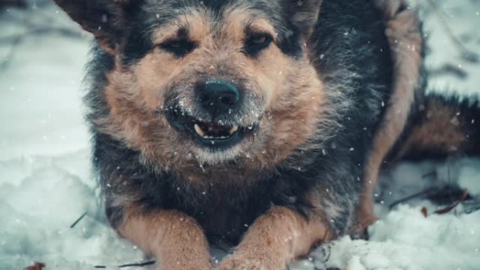 寒冷的冬季雪天躺在地上的狗的慢动作动画
