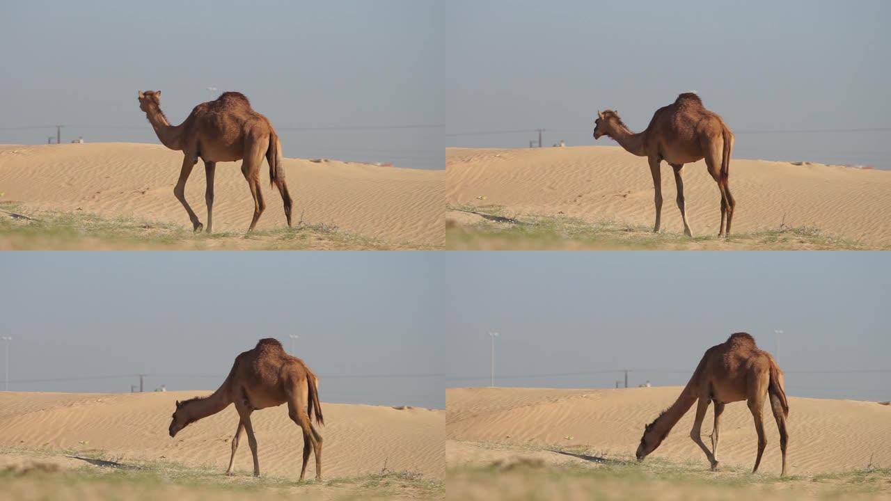 骆驼在阿联酋阿布扎比的沙漠中行走