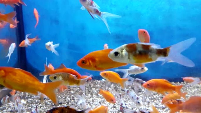 水蓝色和真实环境的水族馆中的热带五颜六色的鱼，以慢动作流动