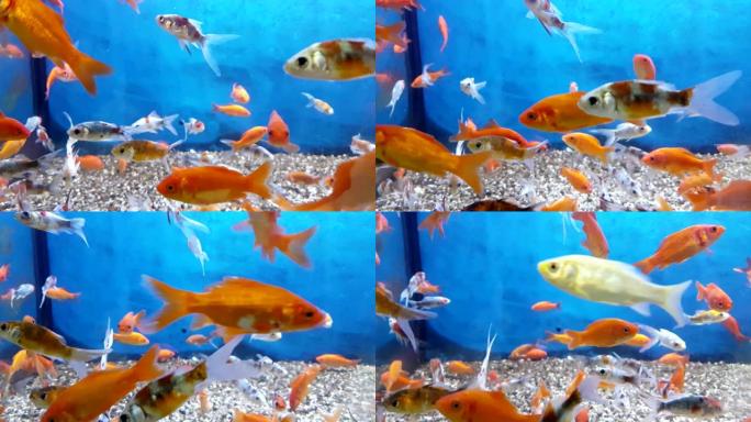 水蓝色和真实环境的水族馆中的热带五颜六色的鱼，以慢动作流动