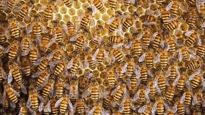 蜂巢中蜂巢的蜜蜂群