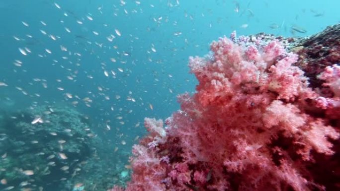 4k美丽的粉红色珊瑚礁背景与丰富的热带Anthias鱼