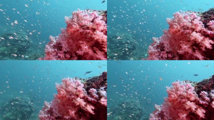4k美丽的粉红色珊瑚礁背景与丰富的热带Anthias鱼
