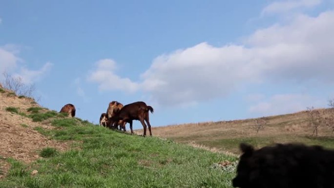 山羊在牧场上放牧草，在山上的草地上