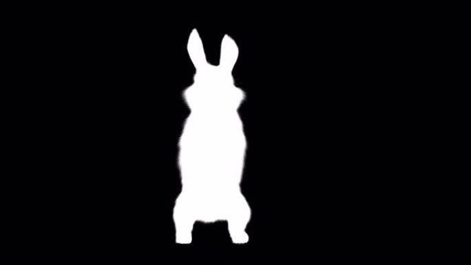 阿尔法频道小兔子站立前视图