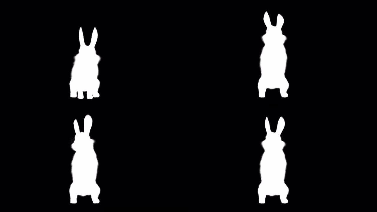 阿尔法频道小兔子站立前视图