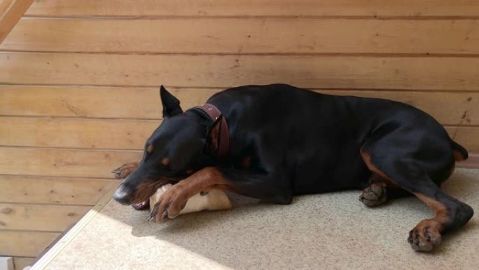 黑色和棕褐色的大杜宾犬，剪过的耳朵躺在地板上，贪婪地咀嚼着一根大骨头