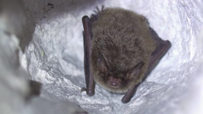 特写Natterer的蝙蝠Myotis nattereri在冬眠后慢慢苏醒。