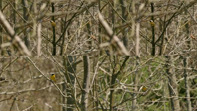 常见的黄喉莺鸟站在无叶春林中