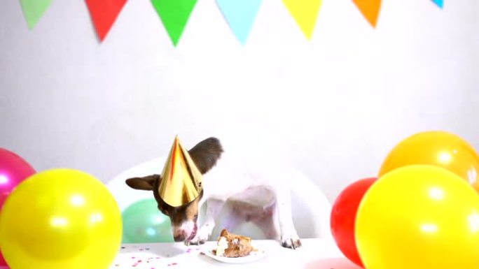 可爱的有趣的小狗，有一个生日蛋糕和一顶庆祝生日的派对帽