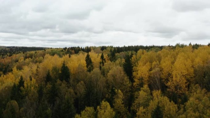 秋季彩色落叶松森林的鸟瞰图。黄色和绿色的树。秋天的颜色