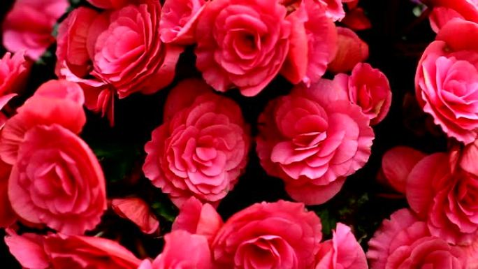 盛开的美丽粉红玫瑰灌木从风中轻轻摇动，全画幅，用于背景