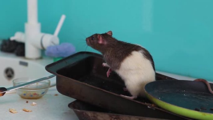 老鼠在肮脏的谴责中爬行，在厨房里吃东西。
