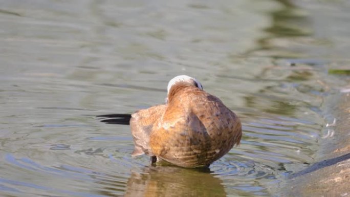池塘上的一只雌性白头鸭