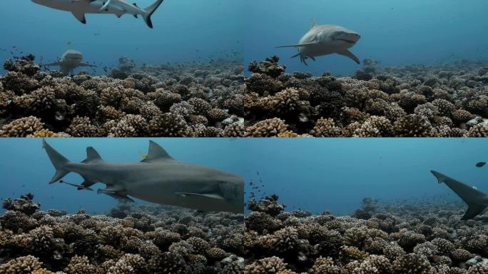 来自太平洋大溪地附近正面的柠檬鲨。海洋中鲨鱼在珊瑚礁附近游动的海洋生物。在清澈的水中潜水-4K
