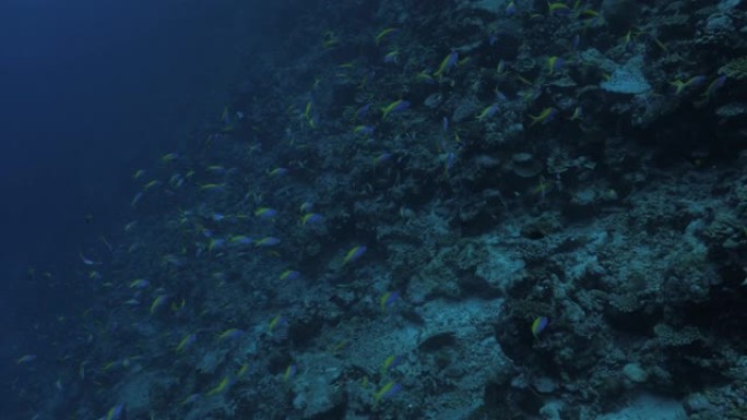 黄顶fusilier鱼在海底珊瑚礁上学