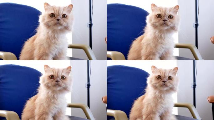 波斯猫在4k分辨率的椅子上等待吃零食的运动