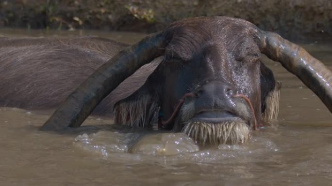 亚洲水牛在池塘里洗澡和玩耍。