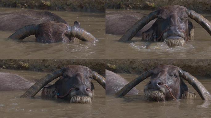 亚洲水牛在池塘里洗澡和玩耍。
