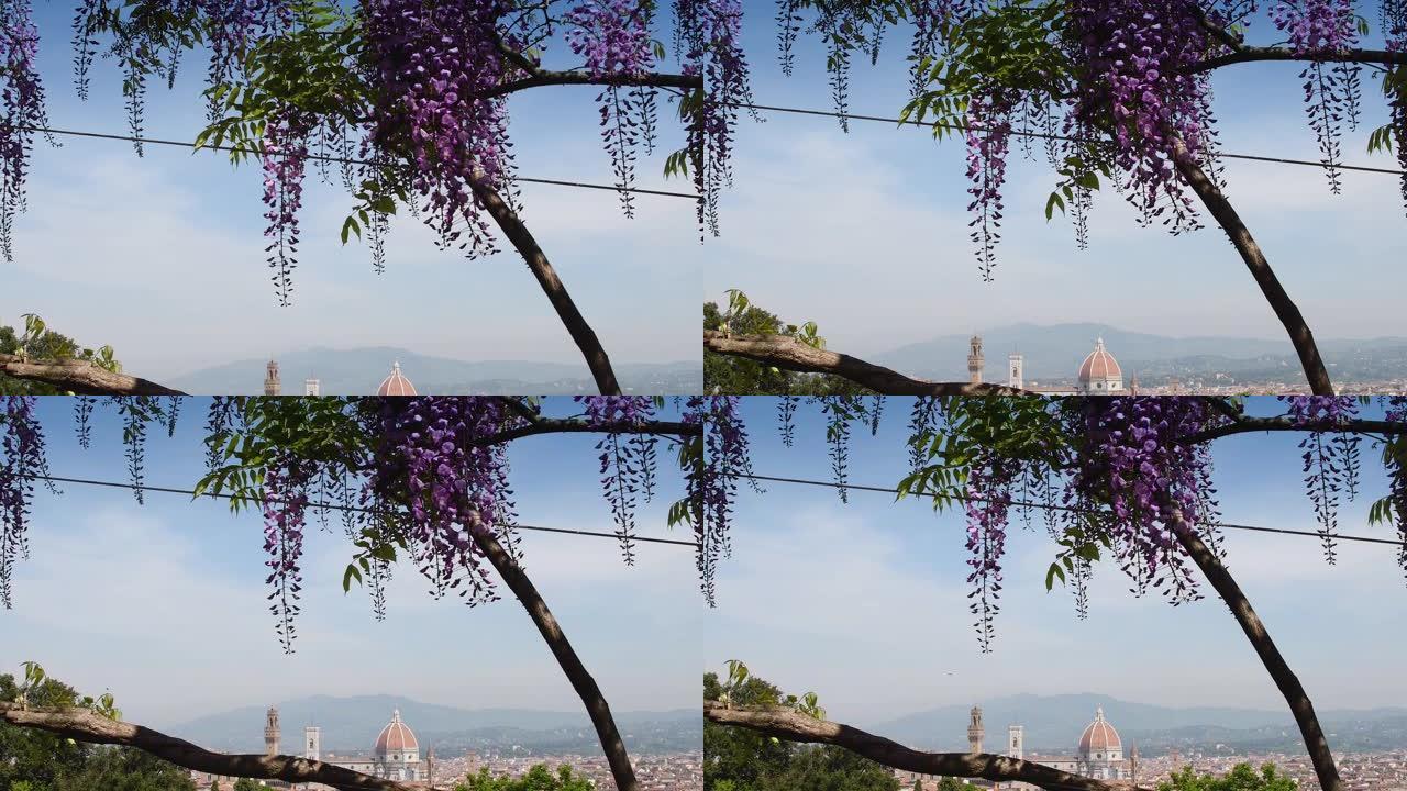 从巴尔迪尼花园看到佛罗伦萨的圣玛丽亚大教堂，那里有盛开的紫色紫藤。4K UHD视频。