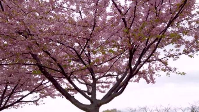 日本的川佐仓 (这种花的名称)