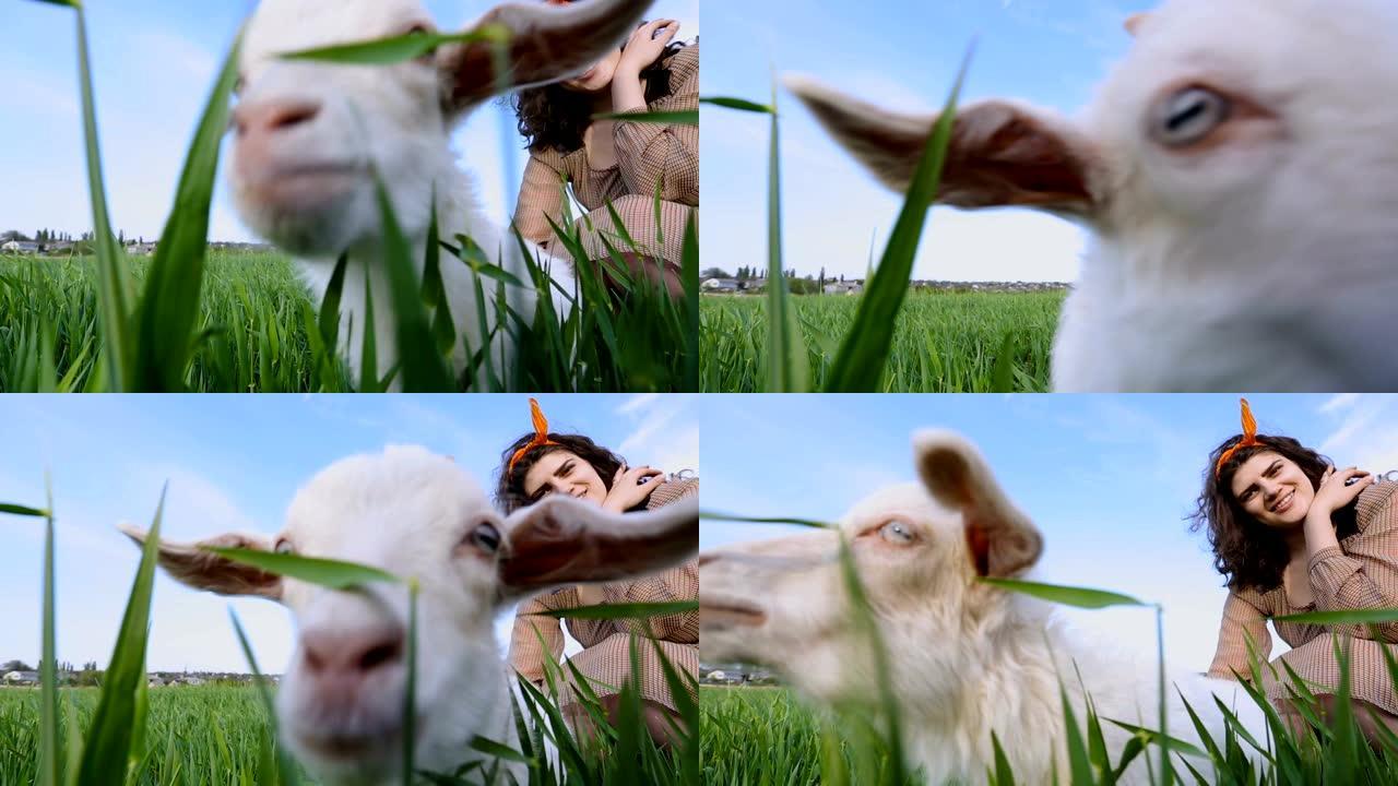 白色小山羊在绿色麦田吃草的近距离计划，美丽的年轻女子坐在背景中