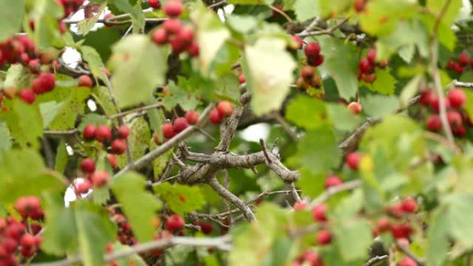 秋天的羽毛金雀双枪生活在红色浆果的美丽树上