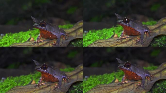 4k镜头特写美丽可爱的婆罗洲角蛙