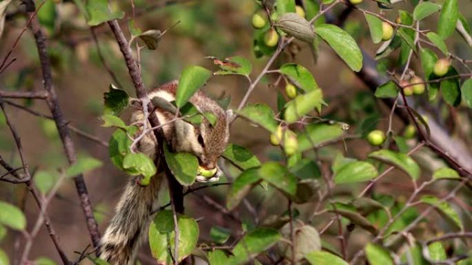松鼠吃枣果动物世界寻找食物保护动物