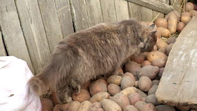 一只蓬松的灰猫穿过一间土豆。慢动作。