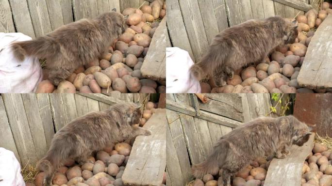 一只蓬松的灰猫穿过一间土豆。慢动作。