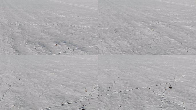 雪地上有未知痕迹的雪域的空中俯视图。冬季行走背景开口框架4k