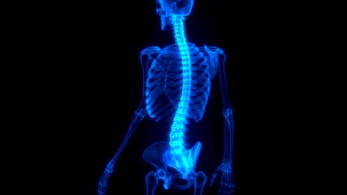 人体骨骼系统解剖动画概念的脊柱